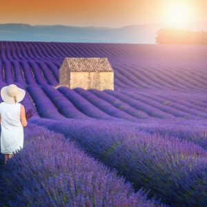 Provence France Valensole