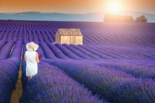 Provence France Valensole
