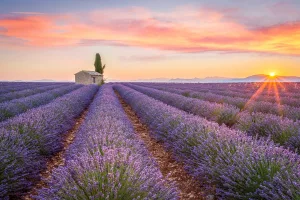 Vive la Provence Quiz